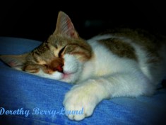 A brown and white tabby cat lays on someones legs asleep. Laying on denim jeans, his eyes are closed and he has one arm forwards with his paw grasping the lege.