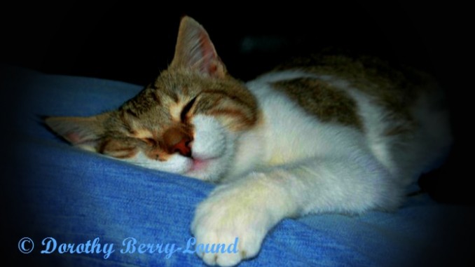 A brown and white tabby cat lays on someones legs asleep. Laying on denim jeans, his eyes are closed and he has one arm forwards with his paw grasping the lege.