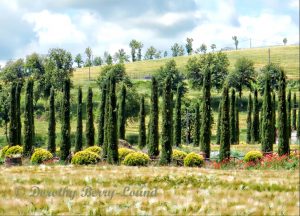 Cypress Heaven