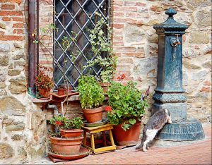 ornate drinking water fountains in Italy, this one is in Paciano in Umbria and in this image we see that there are various flower pots full of plants that take advantage of the nearby water supply, but also a grey and white tabby cat taking a drink
