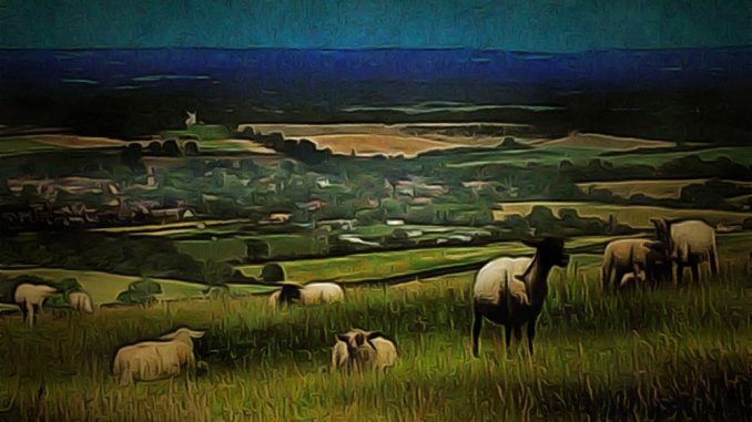 Sheep Grazing on the South Downs