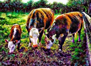 Three hereford Cross cows eating