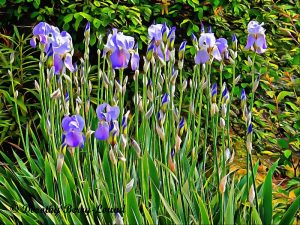 Iris are in abundance