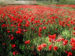 Mad About Poppies