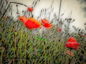 Mad About Poppies