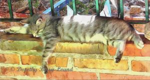 a tabby cat asleep on a wall