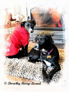 two black dogs with white muzzles and chest are in front of a roaring log burner. One is laying down, he has a purple collar. The other, Ringo, is sitting up and looking at the viewer, he is wearing a red tshirt.