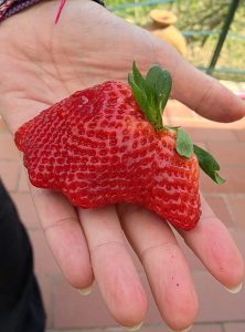 A hand holding a giant strawberry - guaranteed to lead to strawberry juice trickling down my chin