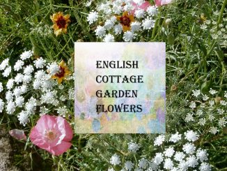 English Cottage Garden Flowers