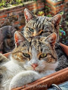 Two cats are in a flower pot. At the back is a tabby cat. In front is a tabby and white cat. Both are looking at the viewer