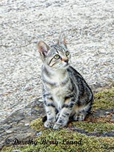Tabby kitten called Niblet
