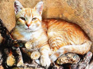 A ginger cat lays on top of a pile of logs in the sunshie. His paws are tucked in and his tail curled around. He is looking at the viewer with bright eyes and pricked ears.