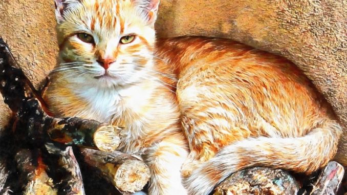 A ginger cat lays on top of a pile of logs in the sunshie. His paws are tucked in and his tail curled around. He is looking at the viewer with bright eyes and pricked ears.