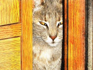 A cute cat looks through a door