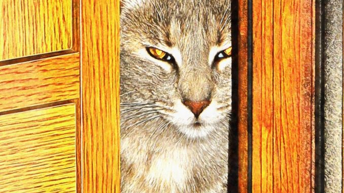 A cute cat looks through a door