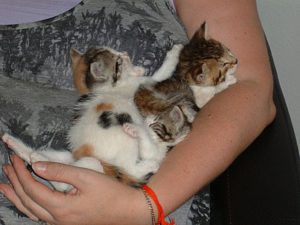 three kittens were abandoned