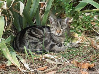 A small dark tabby cat with tiger stripes layes dozing in the garden.
