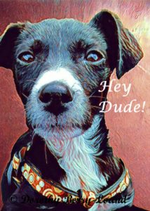 a cute dog looking at the camera with the words hey dude