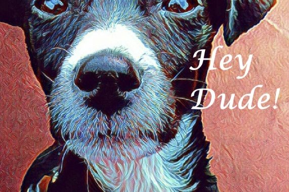 a cute dog looking at the camera with the words hey dude