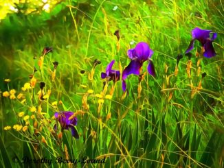 A bank of flowers growing on a grassy bank. Yellow wild flowers but also some gorgeous purple iris that contrast beautiful with the yellow of the flowers and the bright sun on the grass.