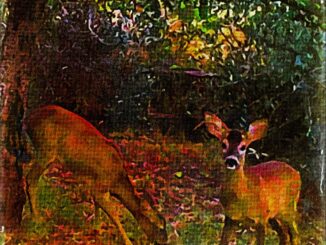 A doe and two fawns are caught in dawn light
