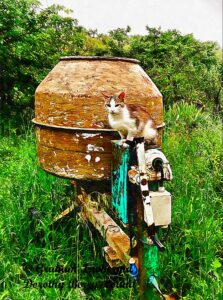A tabby and white cat sits on a cement mixer, he has just been made Italy's first feline construction apprentice