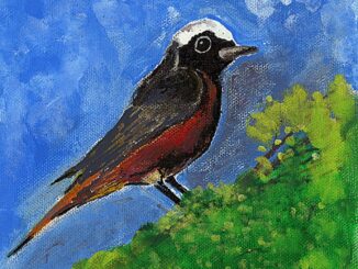 a painting of a male Common Redstart bird