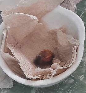 a newly hatched redstart chick lays in tissue paper inside a container ready to go into an incubator