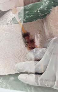 a newly hatched chick is being held by someone wearing surgical gloves as the chick is being fed with a pipette