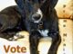 Vote Spud For Prime Minister plus a black dog