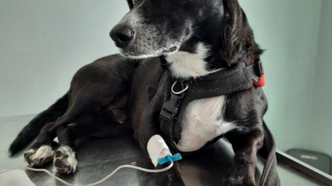 A black dog with a white muzzle, paws and chest, receiving chemotherapy through an intravenous drip.