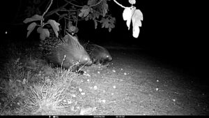 iris provide a buffet for porcupines