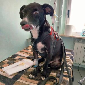 A black and white dog with a red harness sits on a towel on a table in a veterinary surgery. He has a drip attached to his right leg and a syringe can be seen with medication to go into the drip.