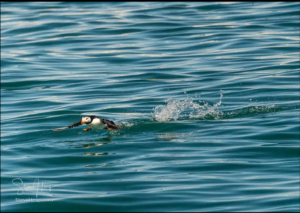 A puffin is frantically running across the surface of calm blue water, making splashes behind him, wings spread as he is taking off.