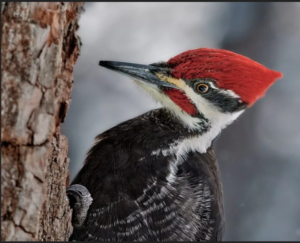 A photograph of pileated woodpacker head and shoulders as it perches on the vertical trunck of a tree. Gorgeous red plumage on the top of the head and a stripe across the cheek, plus a black eye band with white leading down to the dark body plumage.