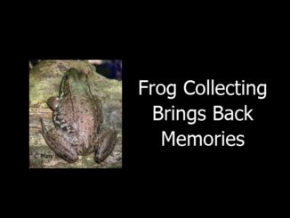 A black background and a photo of a frog with the words Frog Collecting Brings Back Memories