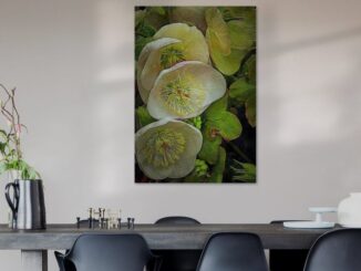 A room view showing a table and chairs and an art print on the wall behind, lit by sunlight and depicting a group of Lenten Rose blooms