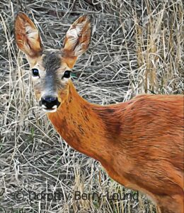 A Roe Deer doe looks straight at the viewer