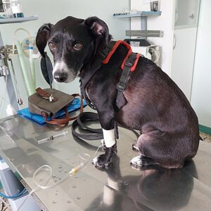 A black dog with a white muzzle and wearing a red harness, sits on a a reflective table at a veterinary clinic with a drip in his leg. He is looking at the viewer.